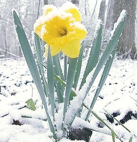 Make Me a Daffodil